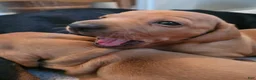Mixed Breed dogs for sale: Mixed Breed + dachshund 1  - Ad 3