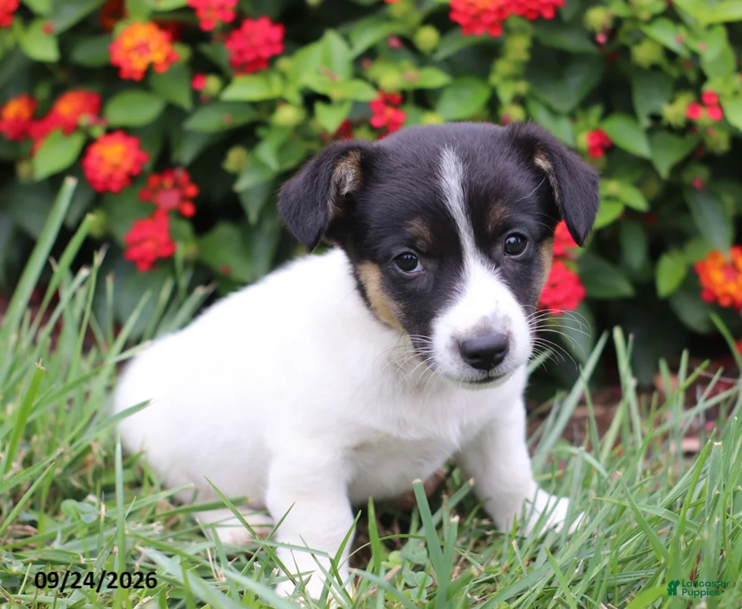 Mixed Breed dogs for sale: Oscar - Ad 2
