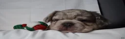 French Bulldog dogs for sale: Teddy - Ad 12