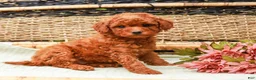 Miniature Labradoodle dogs for sale: Mango - Ad 1