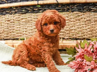 Miniature Labradoodle dogs for sale: Mango - Ad 3