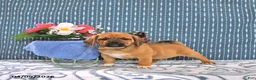 Puggle dogs for sale: Quentin - Ad 4