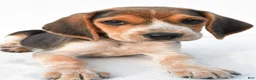 Beagle dogs for sale: Allen - Ad 7