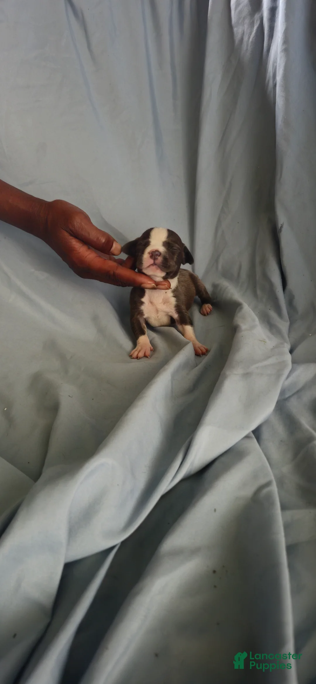 American Pit Bull Terrier dogs for sale: American Pit Bull Terrier 5 - Ad 2