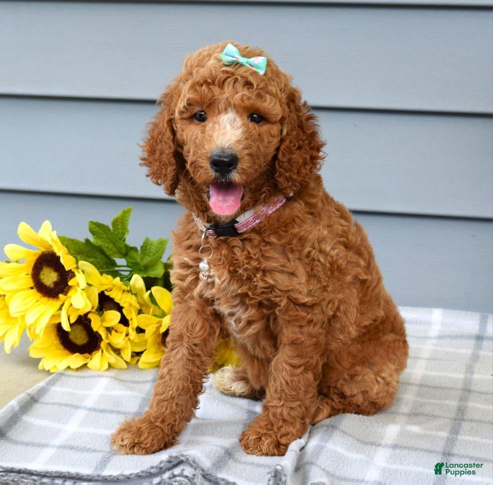Standard Poodle dogs Millie - Ad 2