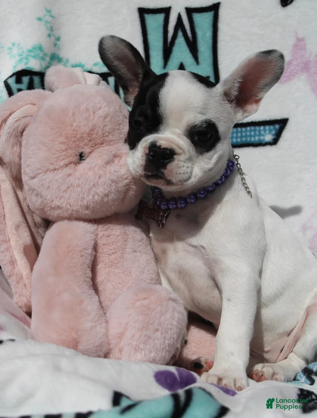 French Bulldog dogs for sale: Lola - Ad 1