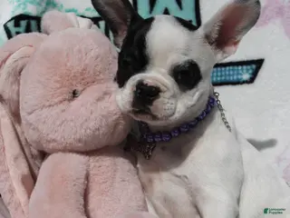 French Bulldog dogs Lola - Ad 23