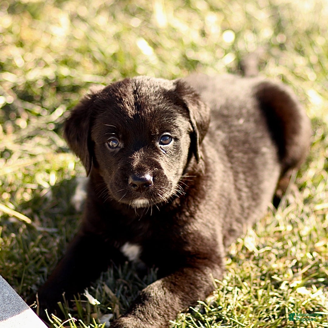 Mixed Breed dogs for sale: Lennox - Ad 2