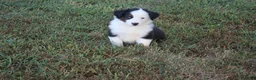 Miniature Australian Shepherd dogs for sale: Ellis - Ad 13