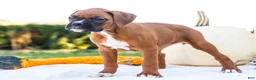 Boxer dogs for sale: Peggy Boxer - Ad 7