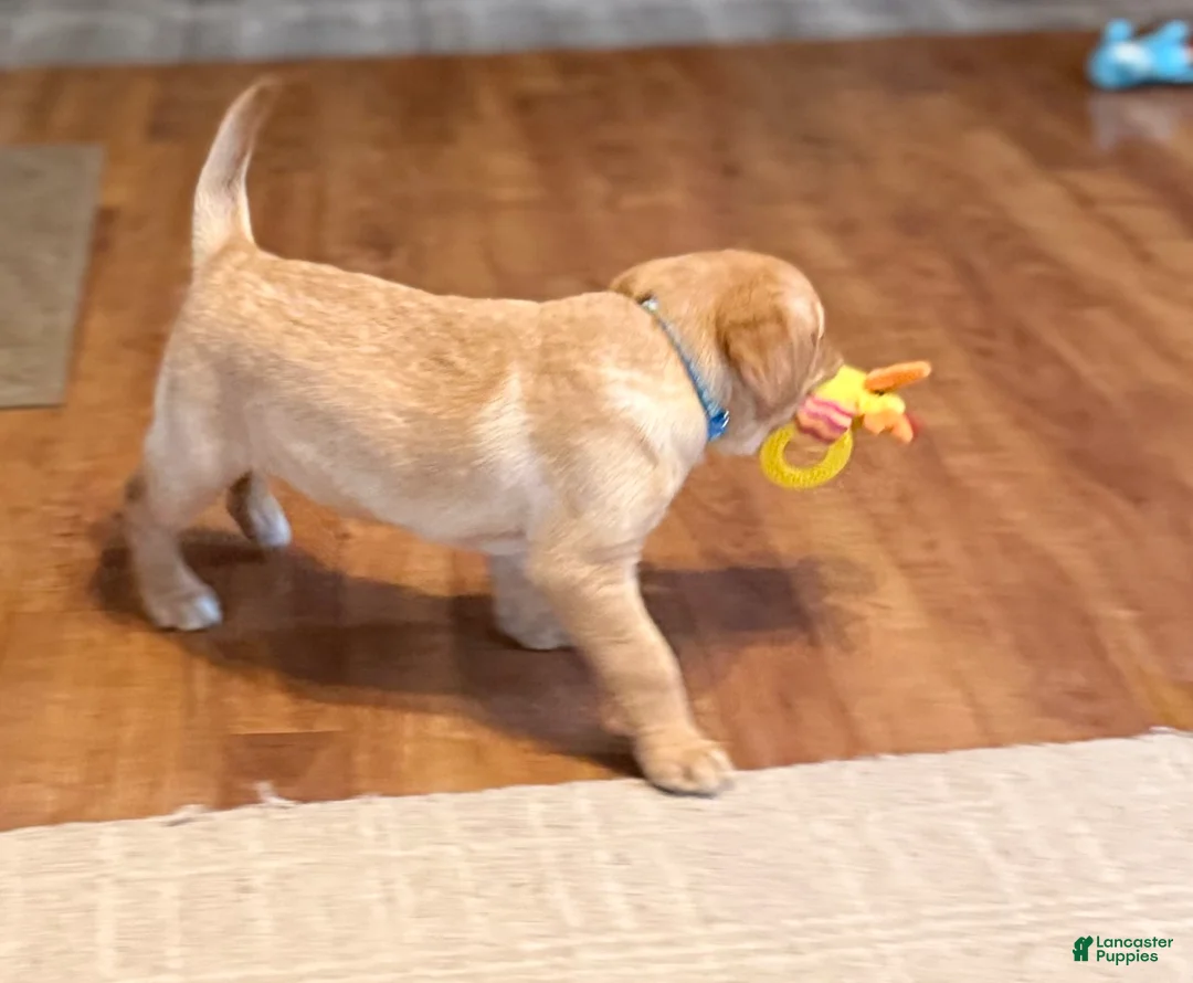 Labrador Retriever dogs for sale: Clare - Ad 2