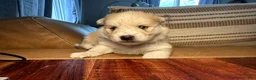 Mixed Breed dogs for sale: Chunk - Boy - Ad 6