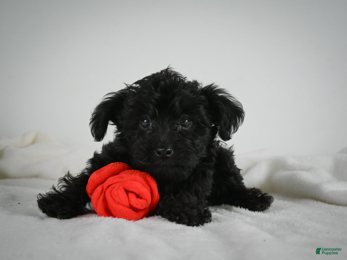 Yorkiepoo dogs Ammon - Ad 1