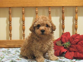 Toy Poodle dogs Teddy - Ad 15