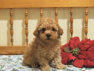 Toy Poodle dogs Teddy - Ad 20