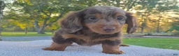 Miniature Dachshund dogs for sale: Remy  - Ad 8