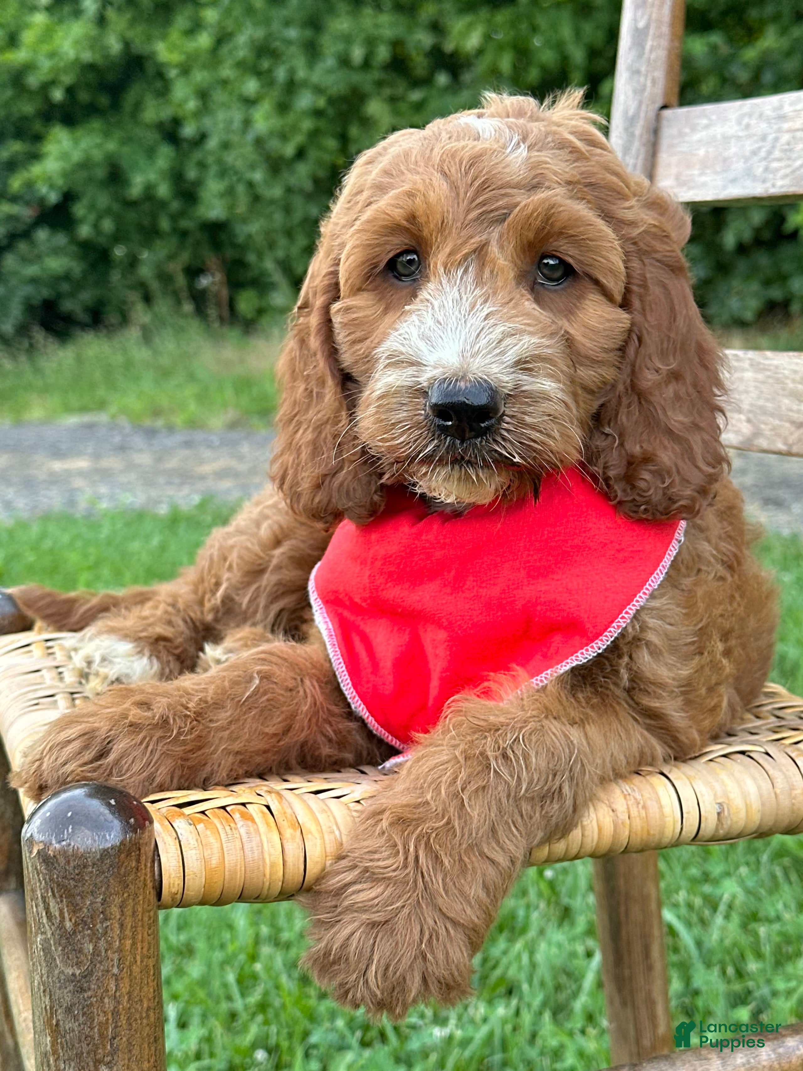 Irish Doodle dogs Maggie - Ad 1
