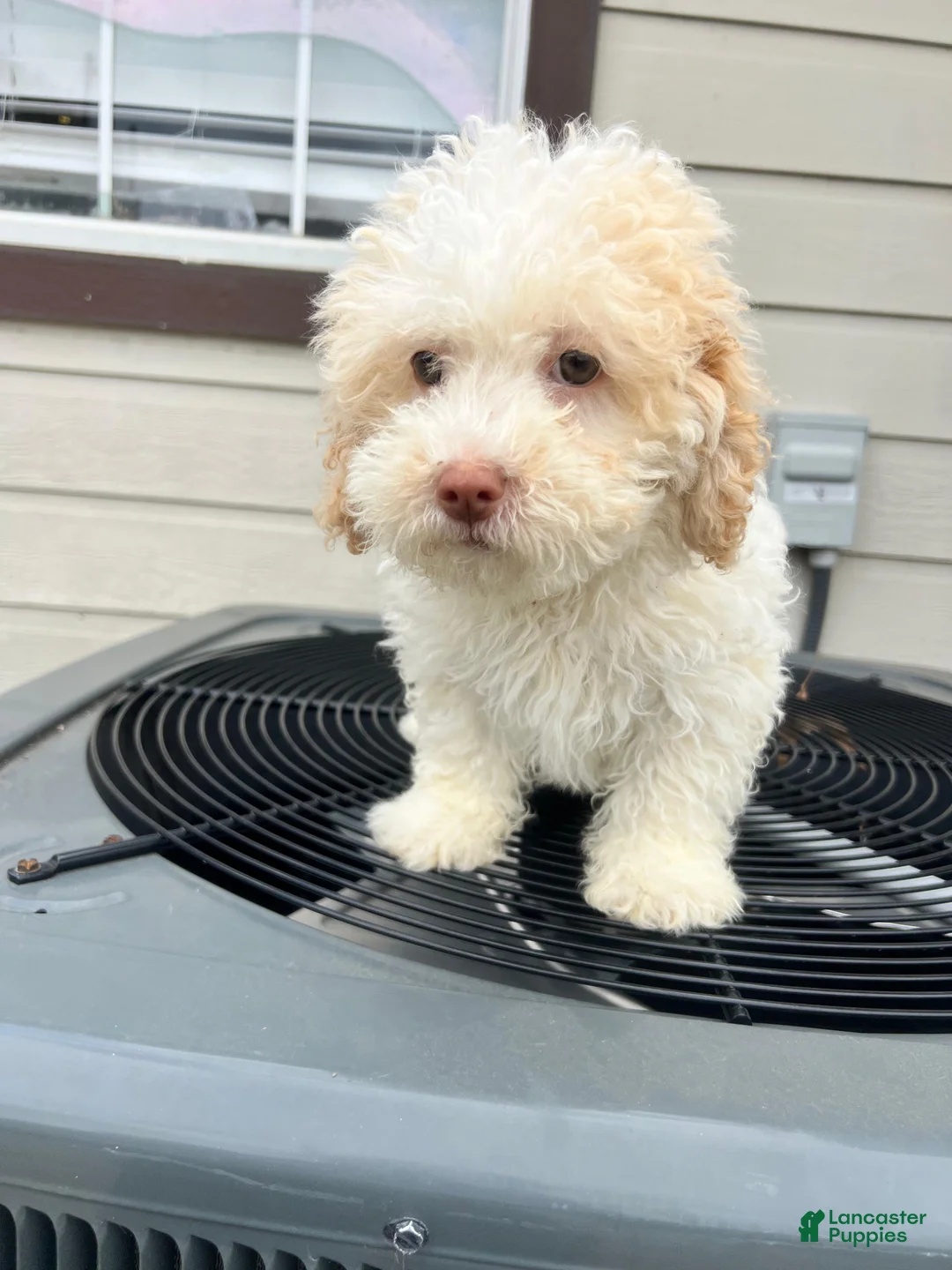 Maltipoo dogs for sale: Maltipoo Puppy 1 - Ad 1