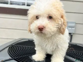 Maltipoo dogs Maltipoo Puppy 1 - Ad 9