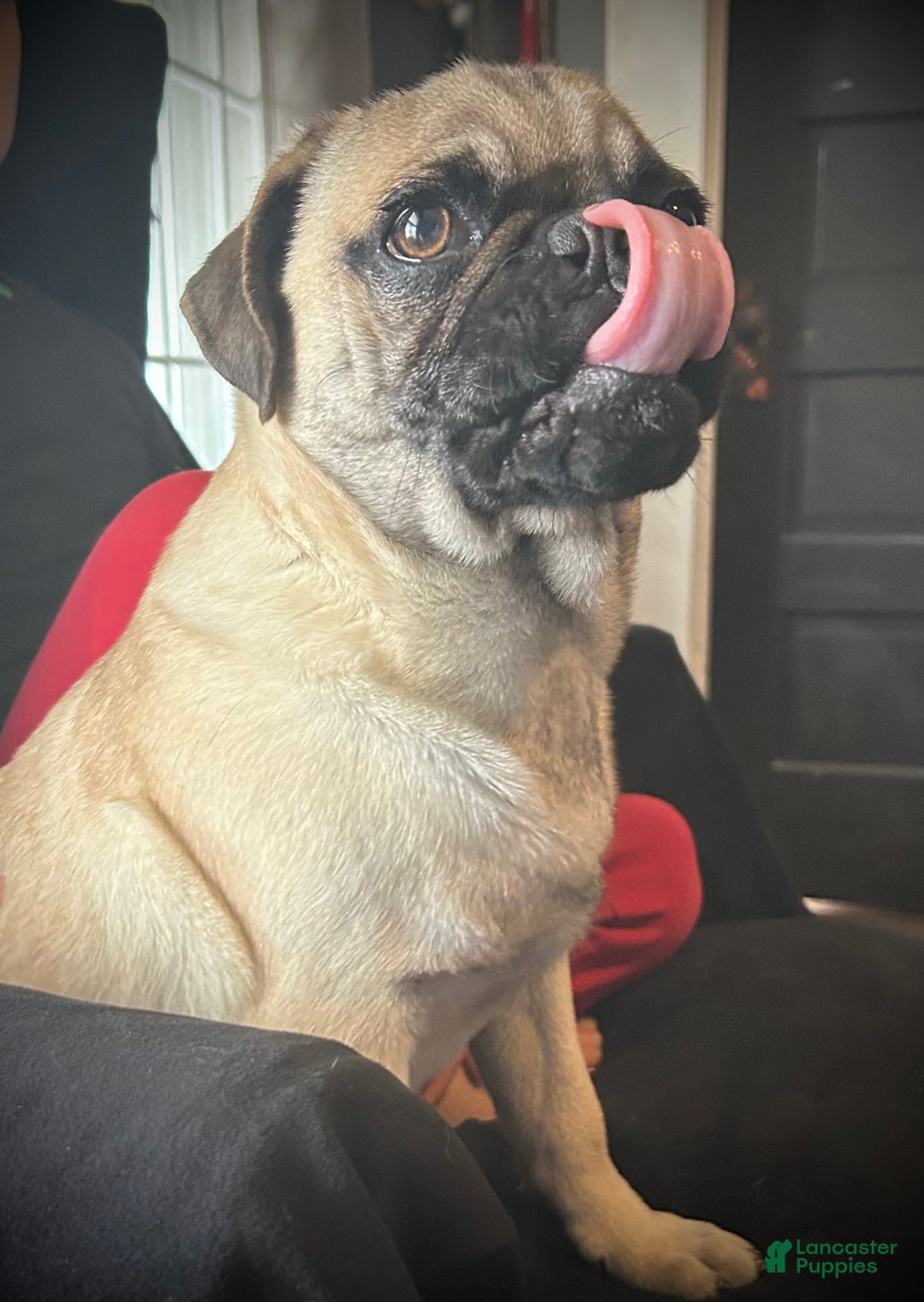Pug dogs for sale: Barqs - Ad 5
