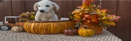 Labrador Retriever dogs for sale: Labrador Retriever 2 - Ad 6