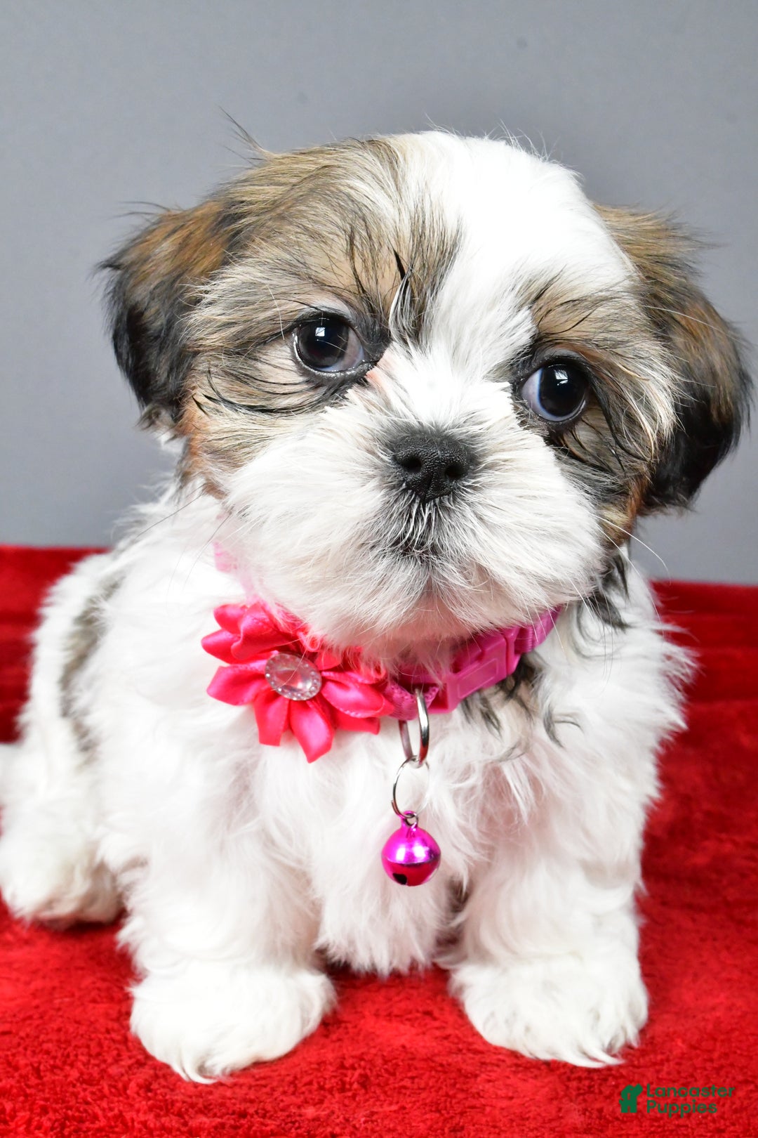 Shih Tzu dogs for sale: Cassidy - Ad 6