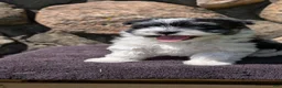 Havanese dogs for sale: Teddy - Ad 6