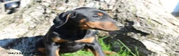 Doberman Pinscher dogs for sale: Honey - Ad 5