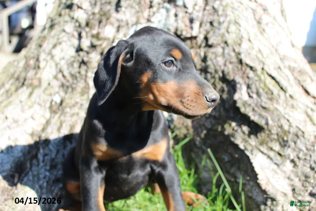 Doberman Pinscher dogs for sale: Honey - Ad 5