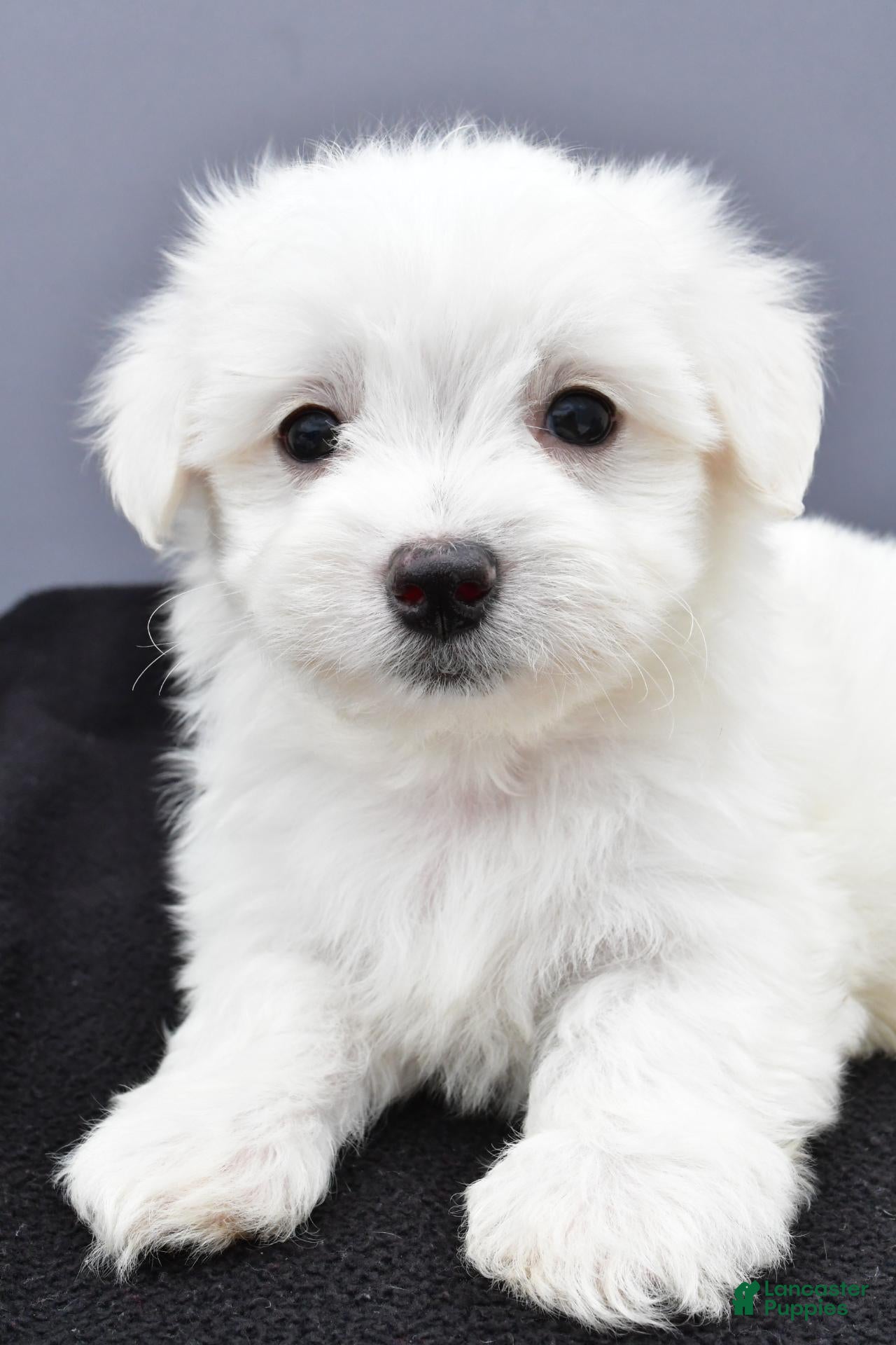 Maltese dogs Milo - Ad 2