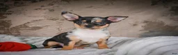 Chihuahua dogs for sale: Abby - Ad 11