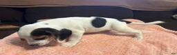 Beagle dogs for sale: Beagle 1 - Ad 5
