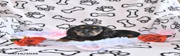 Miniature Dachshund dogs for sale: Kylo - Ad 5