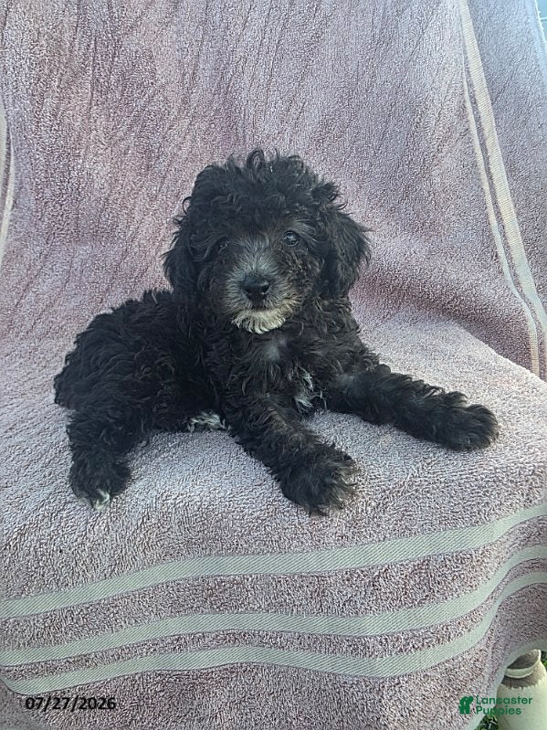 Toy Poodle dogs Pansy - Ad 2