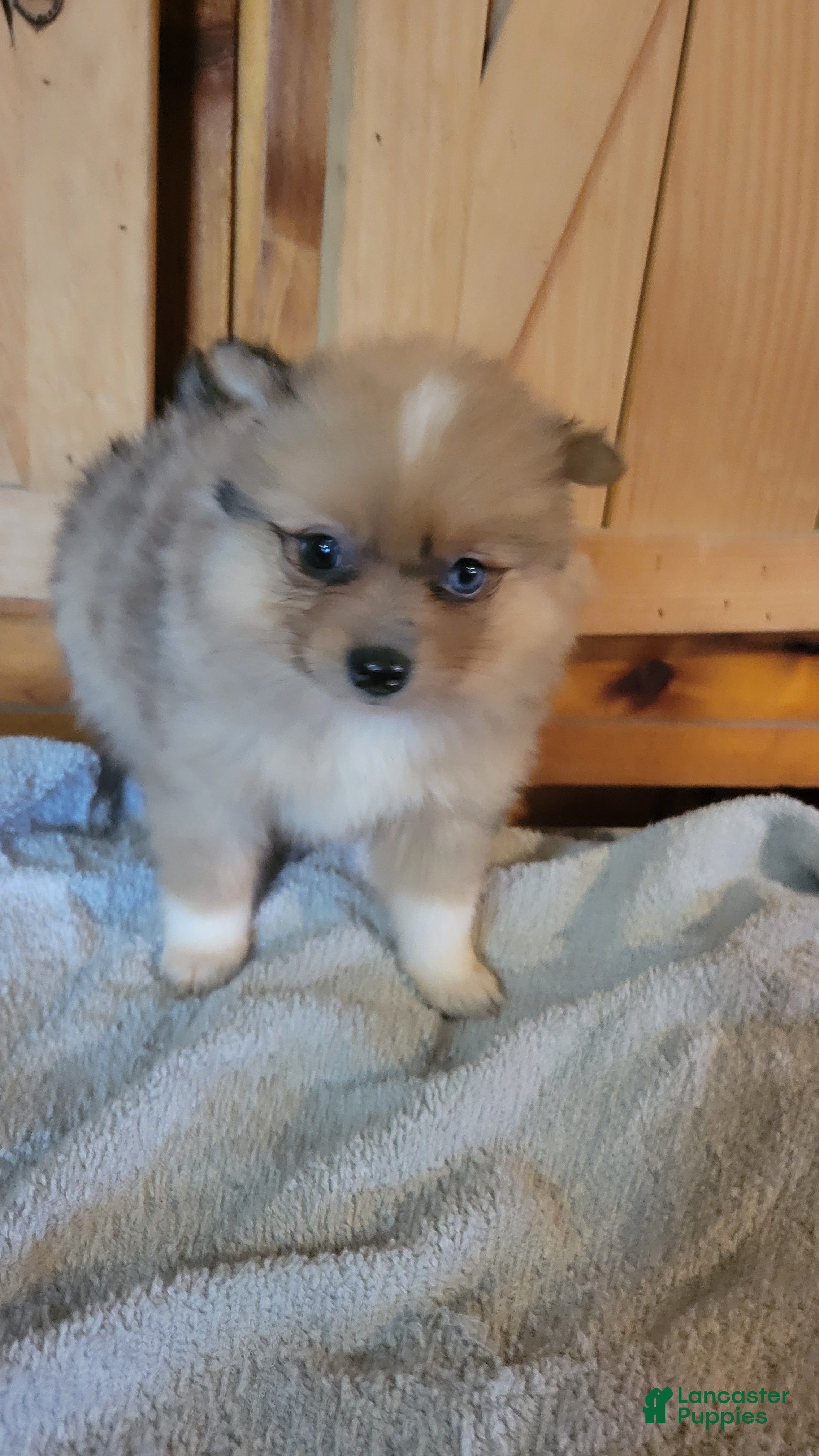 Pomeranian dogs Jazz - Ad 2