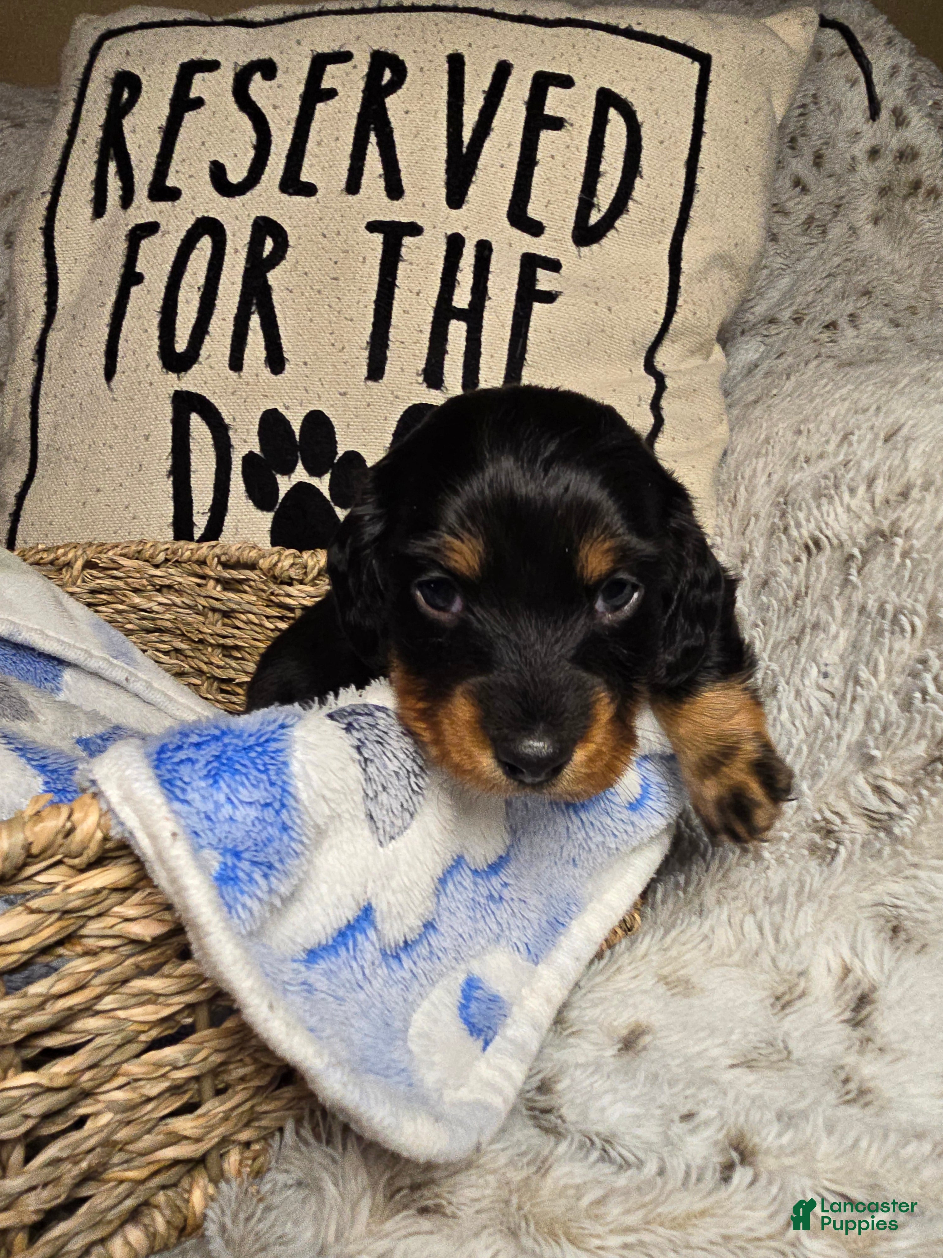 Miniature Dachshund dogs Jet - Ad 24