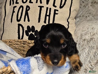 Miniature Dachshund dogs Jet - Ad 3