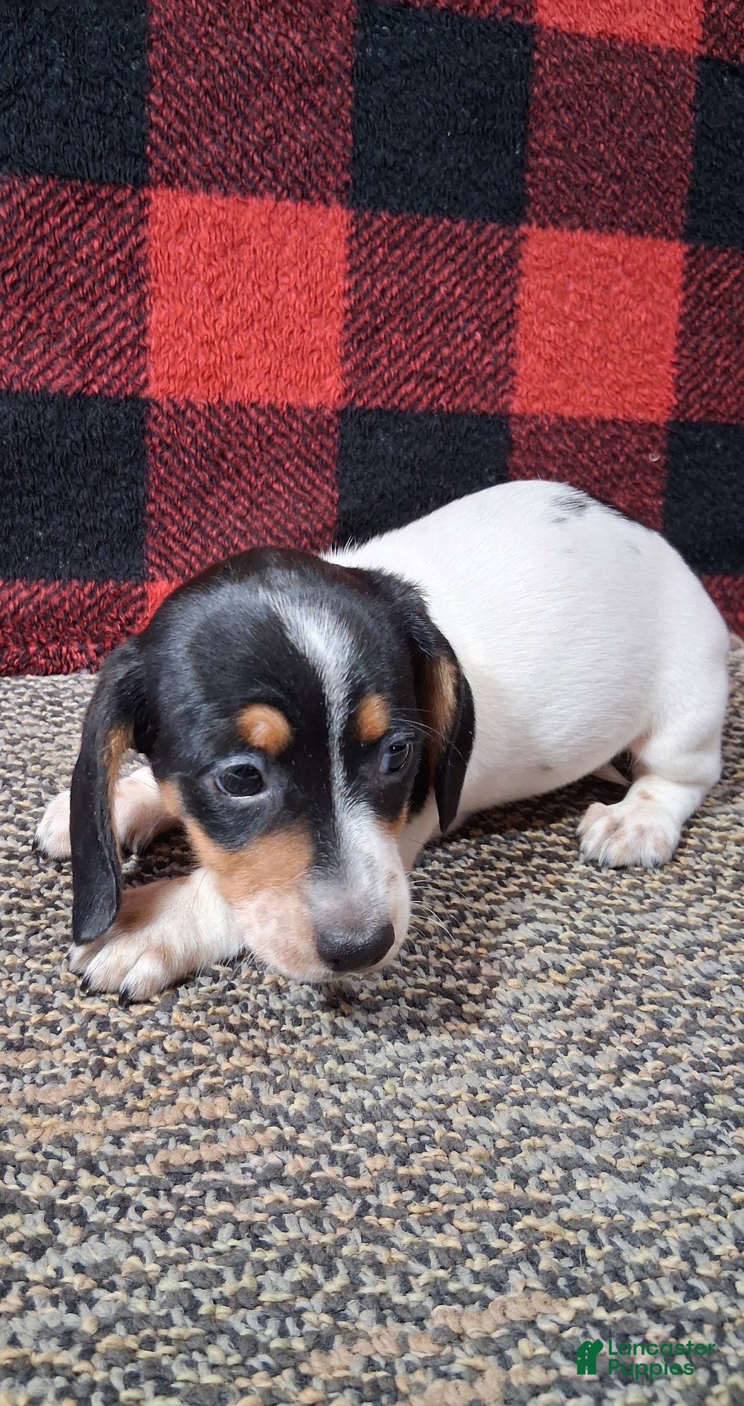 Miniature Dachshund dogs for sale: Skylar - Ad 2