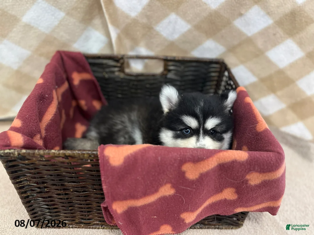 Pomsky dogs for sale: Poppy - Ad 3