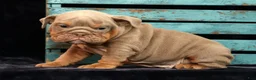 English Bulldog dogs for sale: Sarge - Ad 9