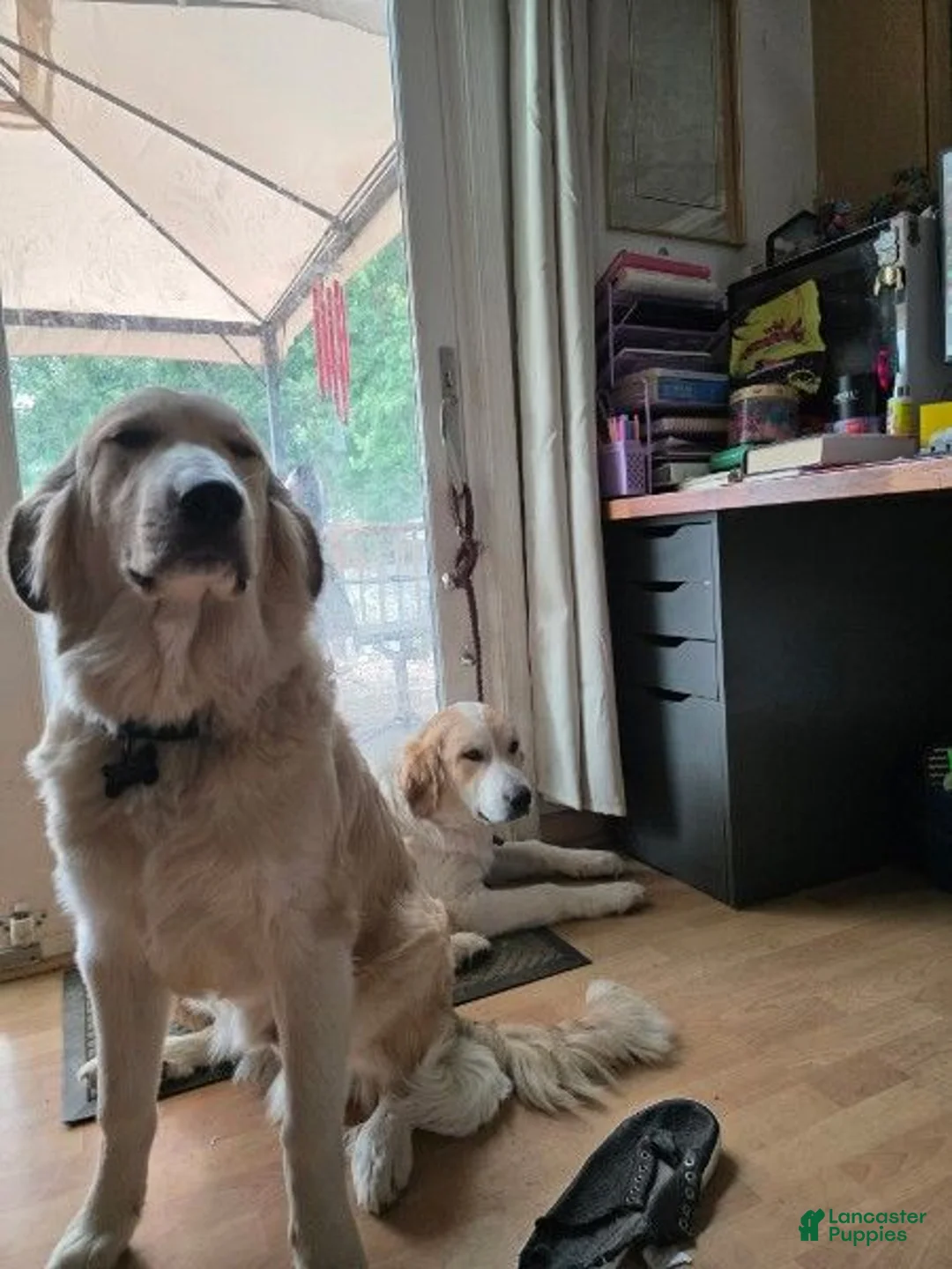 Mixed Breed dogs for sale: Jack - Ad 2