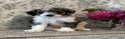 Mini Sheepadoodle dogs for sale: Kobi - Ad 1