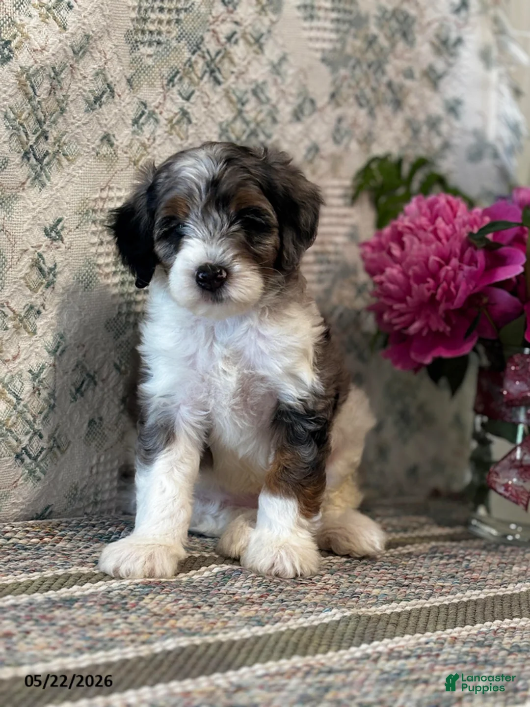 Mini Sheepadoodle dogs for sale: Kobi - Ad 1