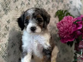 Mini Sheepadoodle dogs for sale: Kobi - Ad 4
