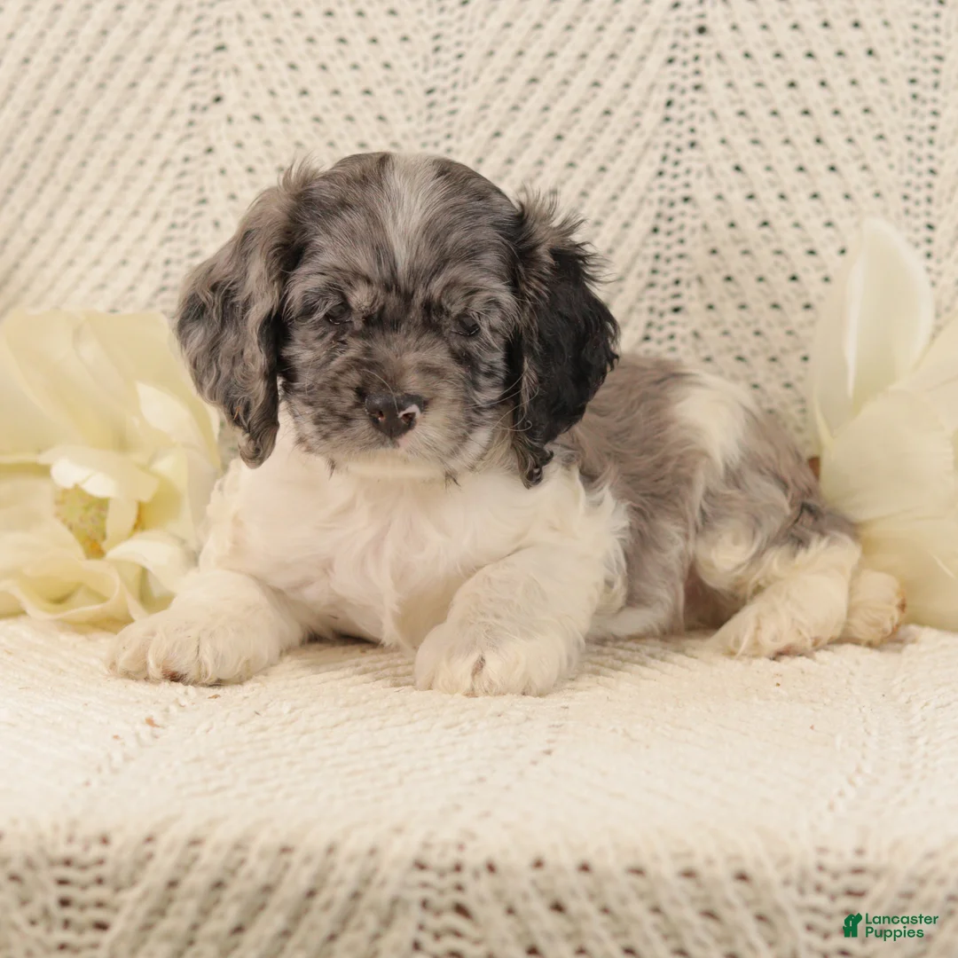 Cocker Spaniel dogs for sale: Benny - Ad 3