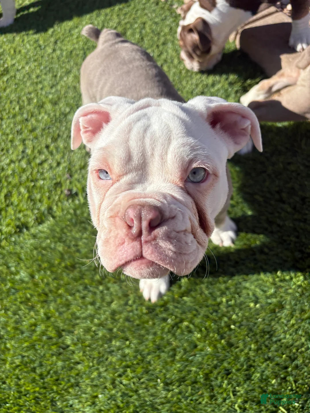 Olde English Bulldogge dogs for sale: Olde English Bulldogge Puppy 2 - Ad 4