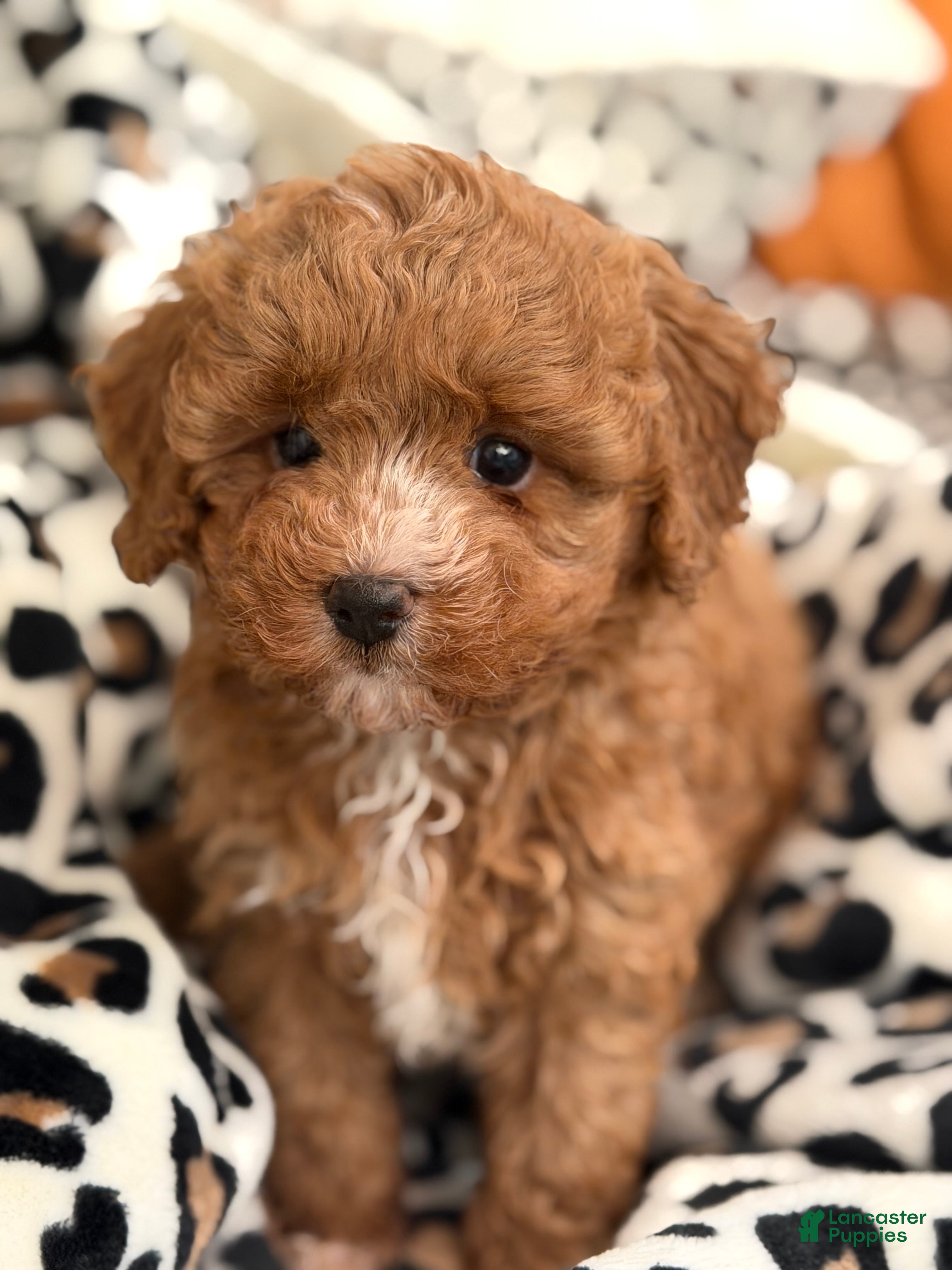 Toy Poodle dogs Fifi - Ad 2