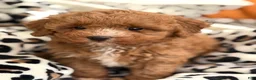 Toy Poodle dogs for sale: Fifi - Ad 2