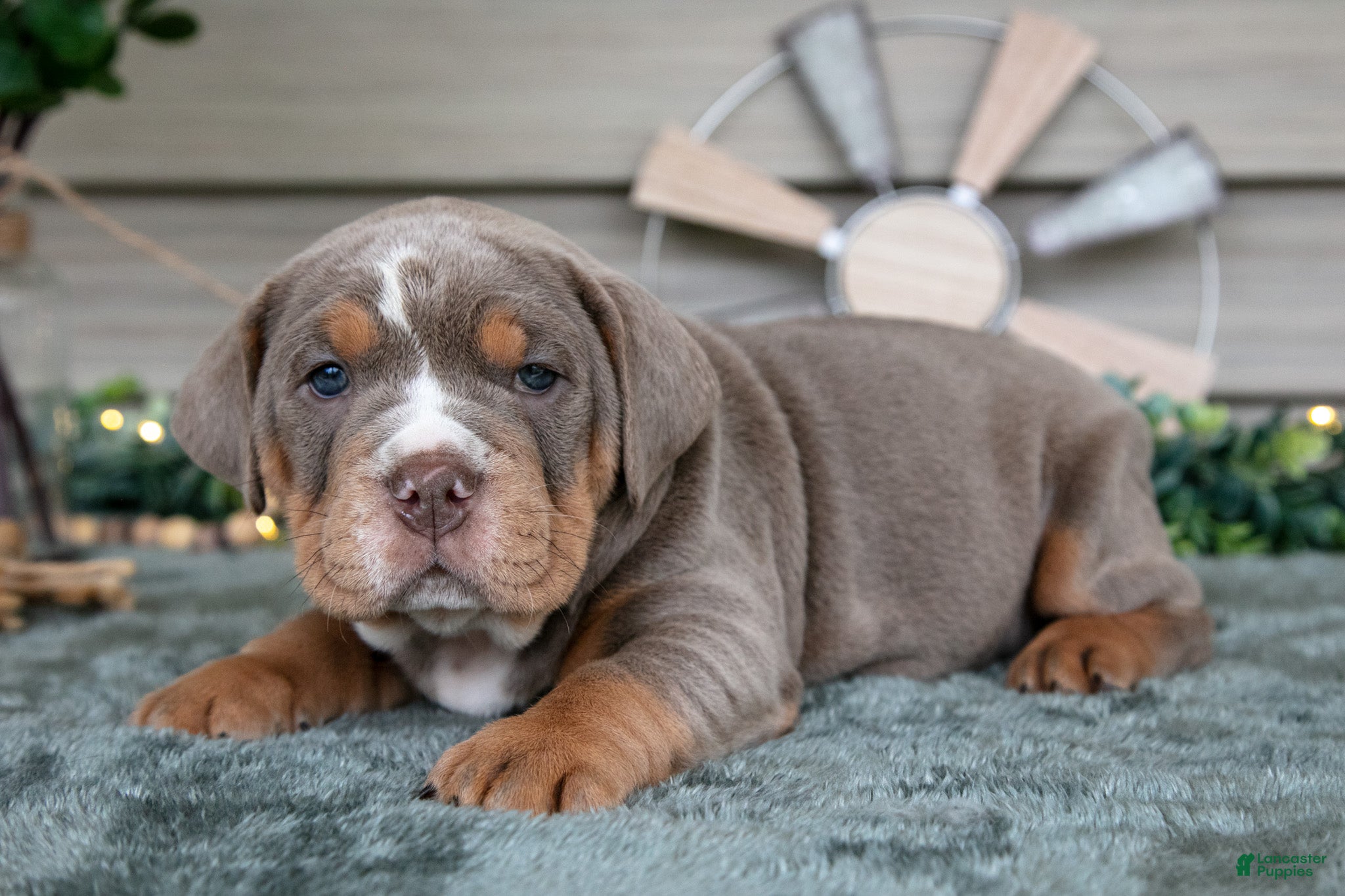 Beabull dogs Star - Ad 14