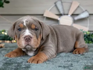 Beabull dogs Star - Ad 14